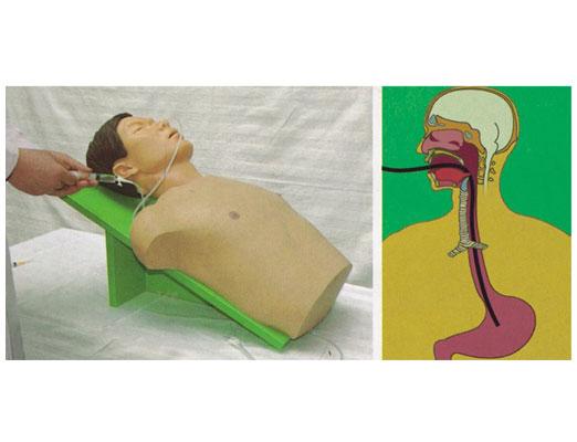 高級插胃管訓(xùn)練模型