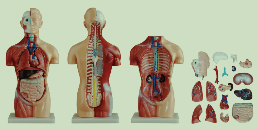 無性軀干模型18件42CM
