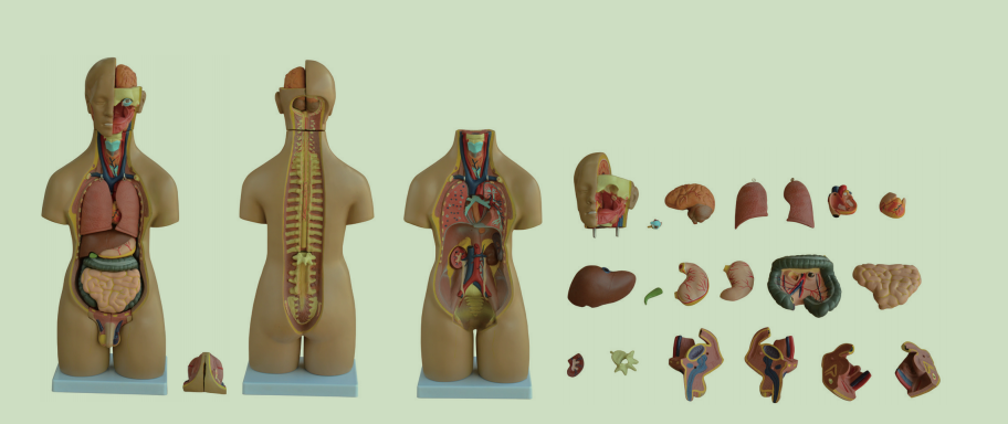 兩性軀干模型20件55CM