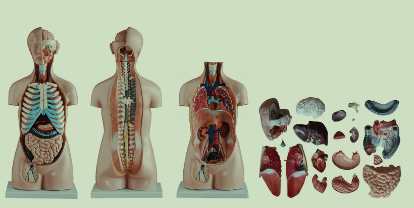 無性軀干模型20件85CM