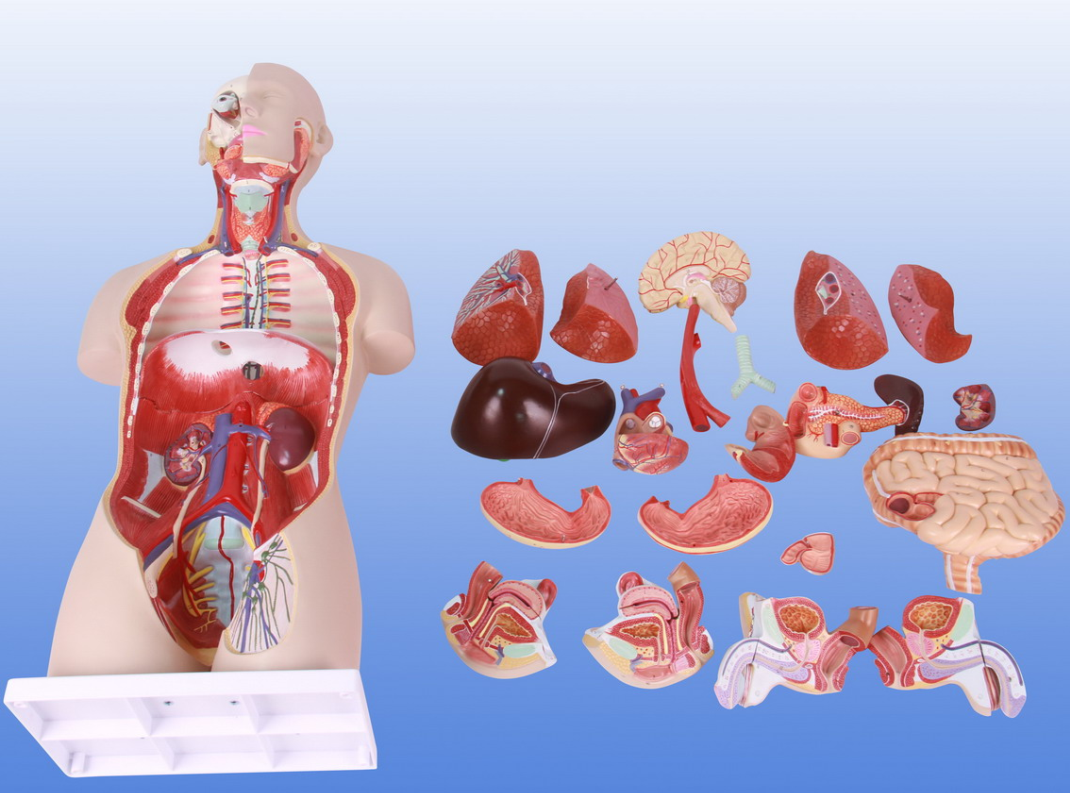 <b>男、女兩性軀干附肌肉內(nèi)臟背部開放式頭頸模型</b>