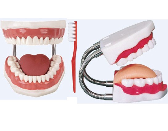 牙護理保健模型（放大5倍）YR-HY