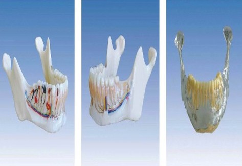 下頜骨解剖模型YR-L1027
