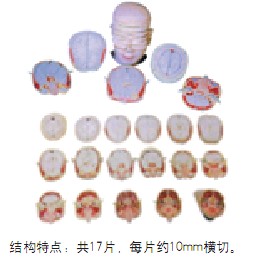 人體頭頸部斷層解剖橫切面模型