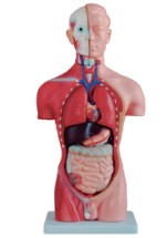 42CM男性軀干模型13件