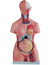 85CM三性軀干模型21件